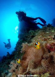 Clown fishes, anemone and divers at Fury Shoals; Nikon D8... by Blaza Jovanovic 